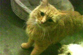 爱游戏平台-中国篮球发展基金会启动青年培养专项计划，中国青年篮球协会