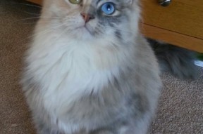 爱游戏体育APP下载-《赛事直播全解析：从画面到配音的每一细节》，赛事录播