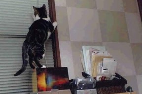 爱游戏电竞官网-“青训场地全面升级，满足日益增长的训练需求”，青训要求